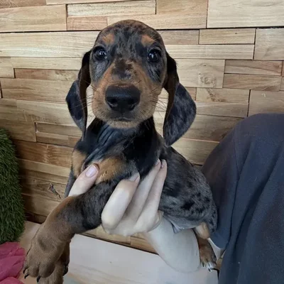 Male Dachshund puppy named Lambo for sale at Beach Blvd.