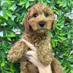 Female Mini Goldendoodle puppy named Winnie for sale at San Jose Blvd.