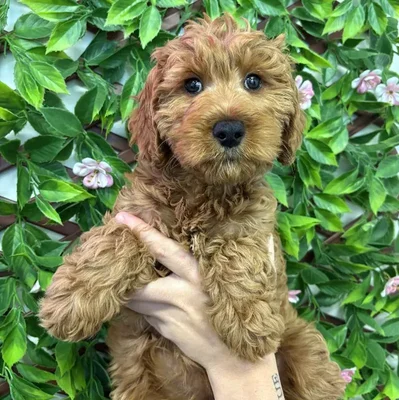 Female Mini Goldendoodle puppy named Winnie for sale at San Jose Blvd.