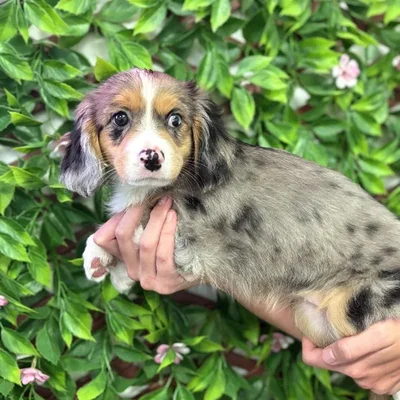 Female Toy Aussalier Puppy for Sale in Jacksonville, FL
