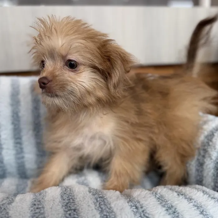 Male Shiranian puppy named Valentino for sale at Beach Blvd.