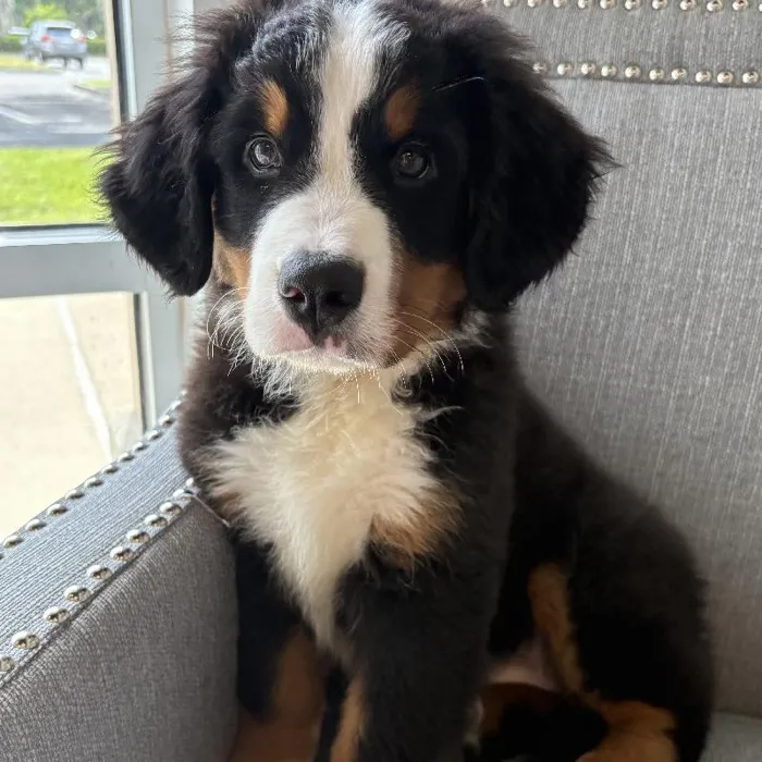 Female Bernese Mountain Dog Puppy for Sale in Jacksonville, FL