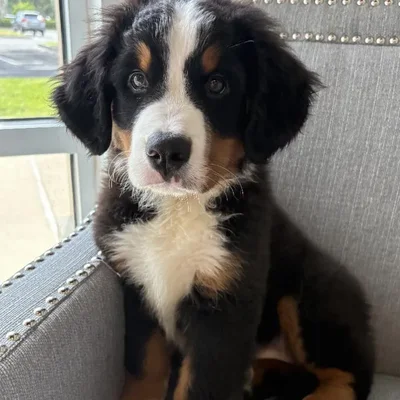 Female Bernese Mountain Dog Puppy for Sale in Jacksonville, FL