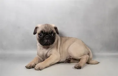 Female Pug puppy named Prada for sale at San Jose Blvd.