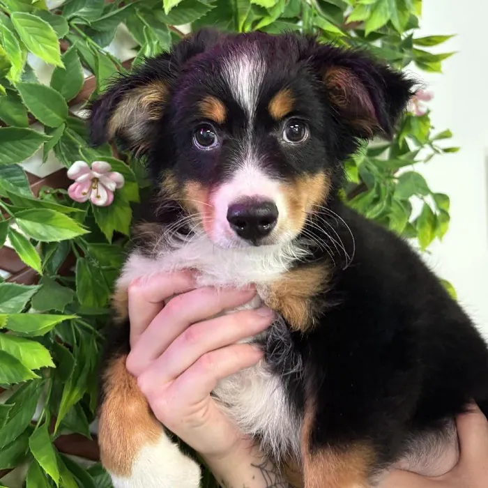 Male Toy Australian Shepherd Puppy for Sale in Jacksonville, FL