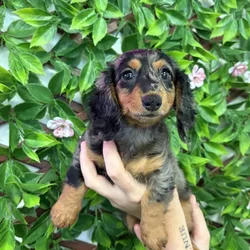 Female Dachshund puppy named Millie for sale at San Jose Blvd.