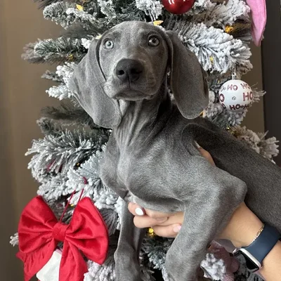 Male Weimaraner Puppy for Sale in Jacksonville, FL