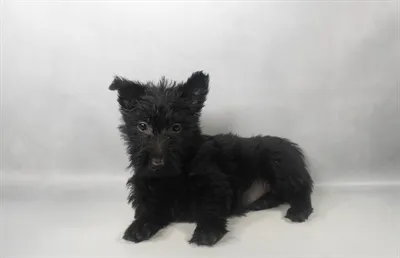 Female Scottish Terrier puppy for sale at San Jose Blvd.