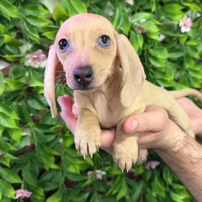 Female Mini Dachshund Puppy for Sale in Jacksonville, FL