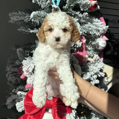 Female Cavachon Puppy for Sale in Jacksonville, FL