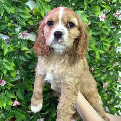 Male Cockalier Puppy for Sale in Jacksonville, FL