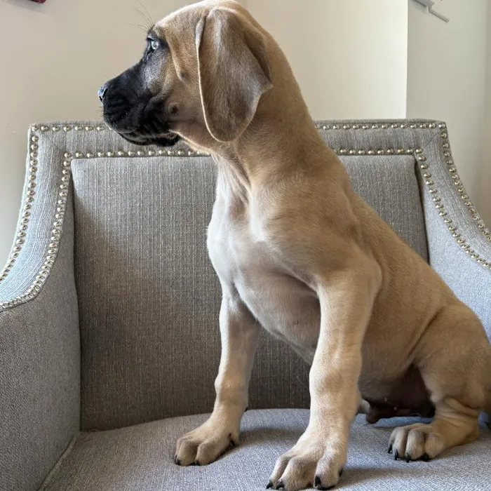 Male Daniff puppy named Odin for sale at San Jose Blvd.