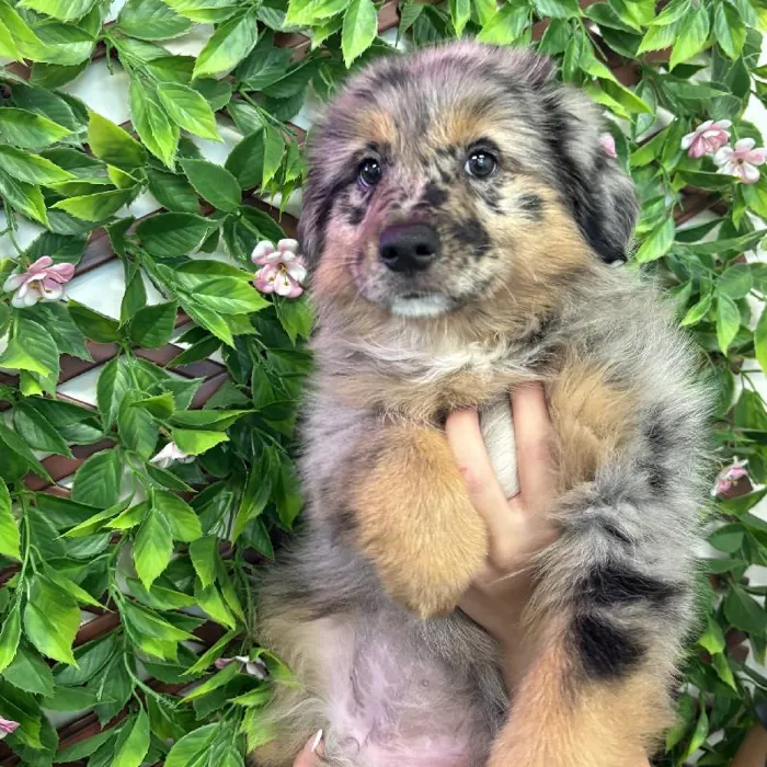 Female Australian Shepherd puppy named Wren for sale at San Jose Blvd.