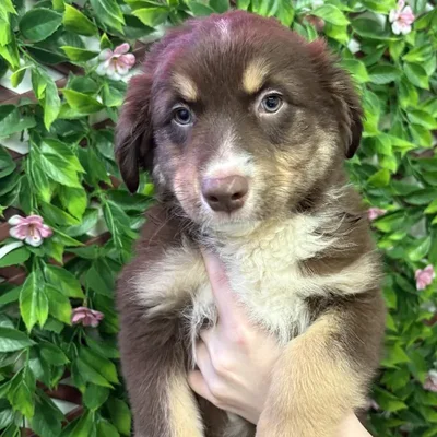 Male Australian Shepherd Puppy for Sale in Jacksonville, FL