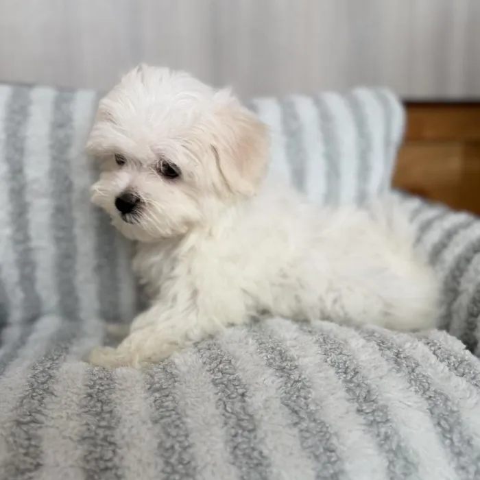 Male Maltese puppy named Enzo for sale at Beach Blvd.