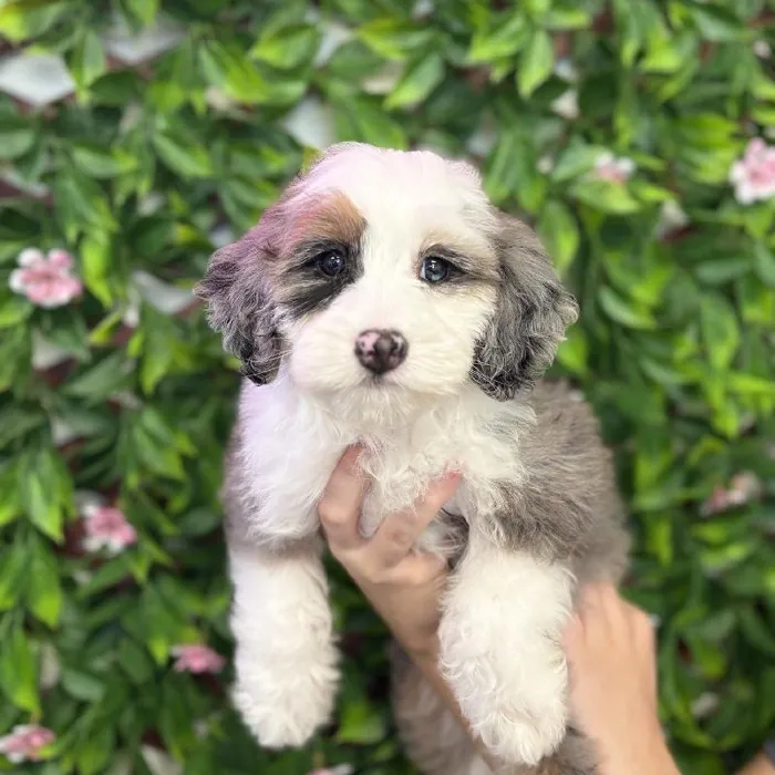 Female Mini Bernedoodle puppy named Maisie for sale at San Jose Blvd.