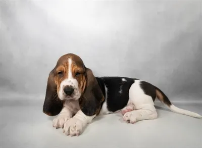 Male Basset Hound puppy named Waylon for sale at Beach Blvd.