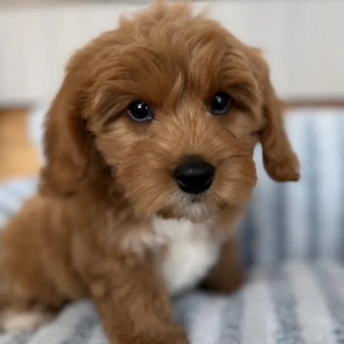 Male Cavapoo puppy named Winston for sale at Beach Blvd.