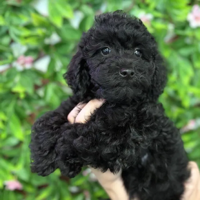 Female Mini Poodle puppy named Cleo for sale at San Jose Blvd.