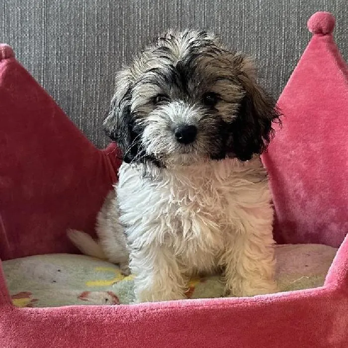 Female Teddy Bear Puppy for Sale in Jacksonville, FL