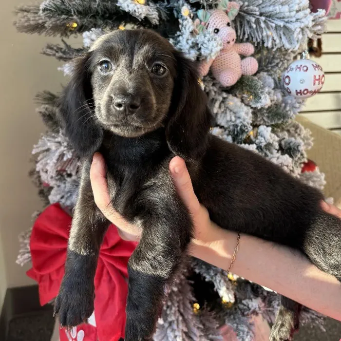 Female Mini Dachshund Puppy for Sale in Jacksonville, FL