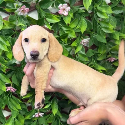Male Mini Dachshund Puppy for Sale in Jacksonville, FL