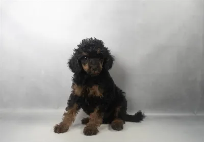 Female Poodle puppy for sale at Beach Blvd.