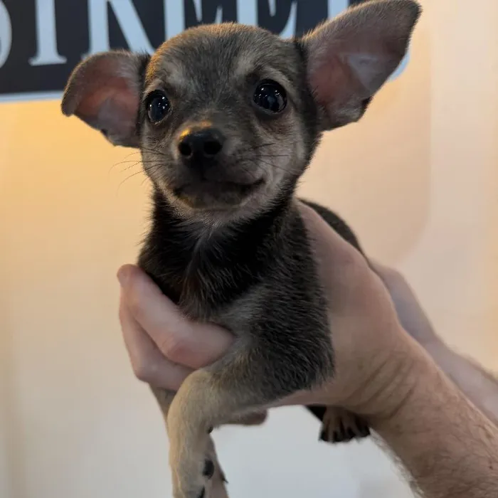 Male Chihuahua puppy named Pickles for sale at Beach Blvd.