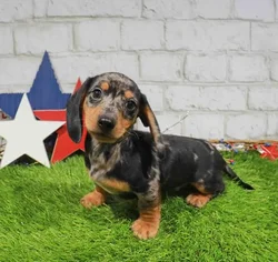 Male Dachshund puppy for sale at San Jose Blvd.