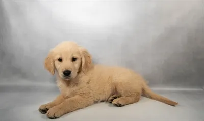 Female Golden Retriever puppy for sale at San Jose Blvd.