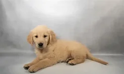 Female Golden Retriever puppy for sale at San Jose Blvd.