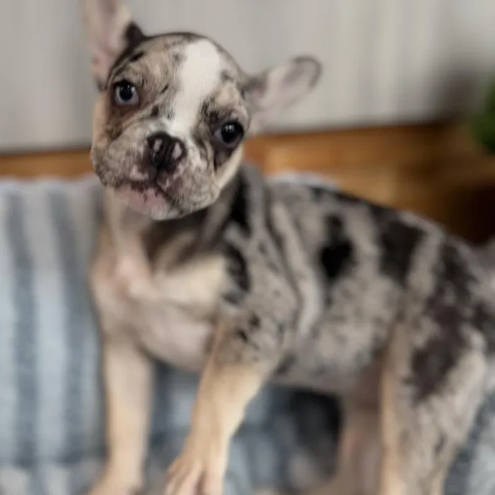 Female French Bulldog puppy named Poppi for sale at Beach Blvd.