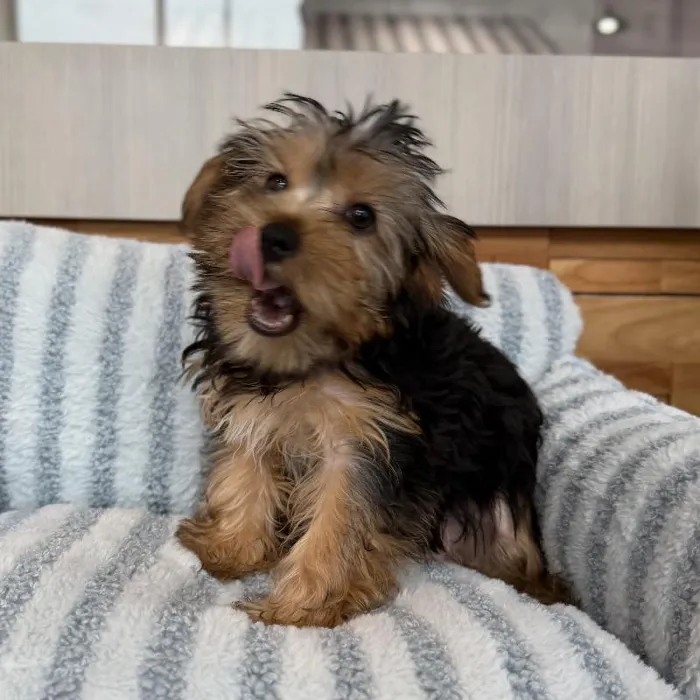 Male Yorkie puppy named Spice for sale at Beach Blvd.