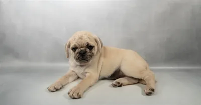 Female Pug puppy for sale at San Jose Blvd.