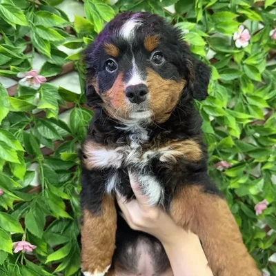 Female Mini Bernedoodle Puppy for Sale in Jacksonville, FL