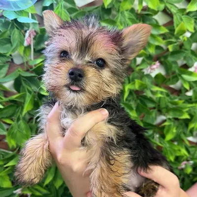 Male Yorkie Puppy for Sale in Jacksonville, FL