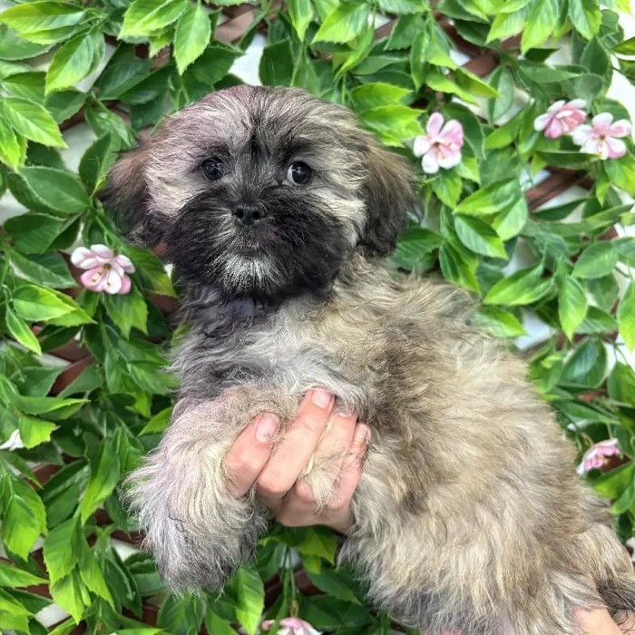 Female Malshi puppy named Jasmine for sale at San Jose Blvd.