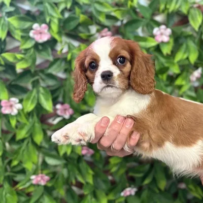 Female Cavalier King Charles Spaniel Puppy for Sale in Jacksonville, FL