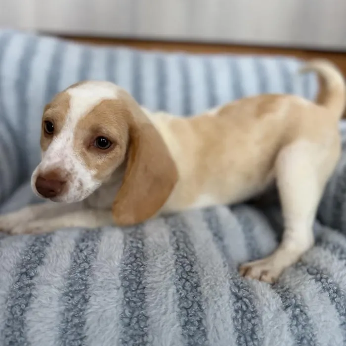 Female Beagle puppy named Gwen for sale at Beach Blvd.