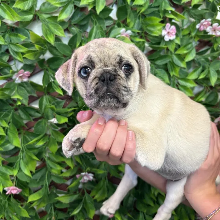 Female Pug puppy named Trixie for sale at San Jose Blvd.