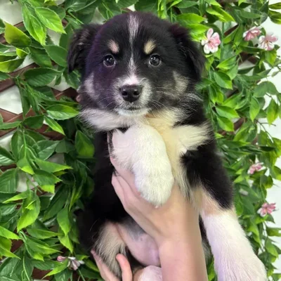 Male Mini Aussie Puppy for Sale in Jacksonville, FL
