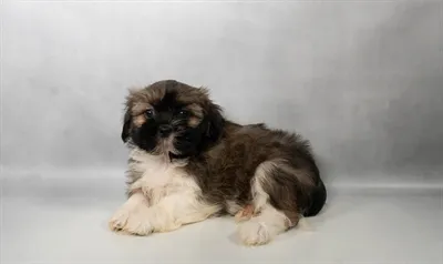 Female Shih Tzu puppy for sale at San Jose Blvd.