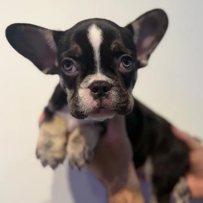 Male French Bulldog puppy named Saint for sale at Beach Blvd.