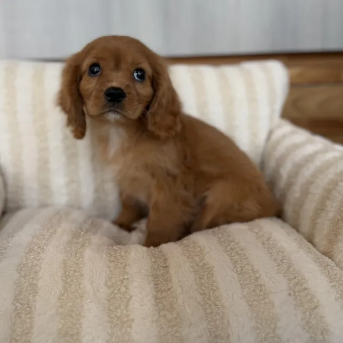 Male Cavalier King Charles Spaniel puppy named Pluto for sale at Beach Blvd.