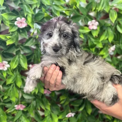 Male Doxie-poo Puppy for Sale in Jacksonville, FL