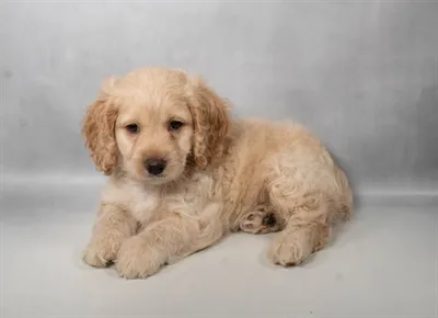 Male Cockapoo puppy named Teddy for sale at Beach Blvd.