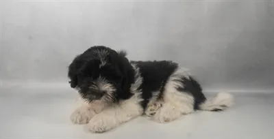 Male Teddy Bear puppy for sale at San Jose Blvd.