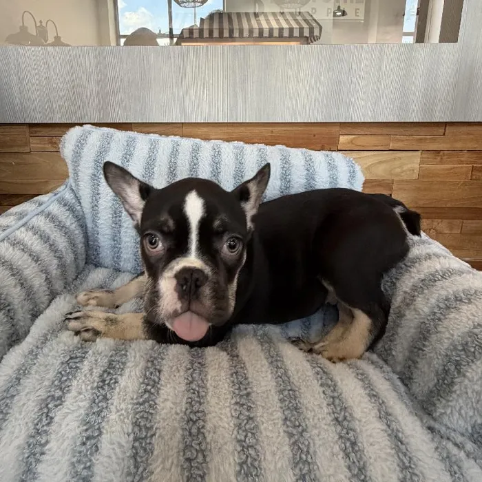 Male French Bulldog puppy named Saint for sale at Beach Blvd.