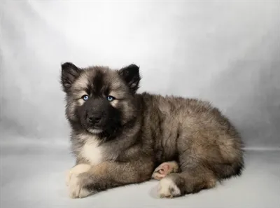 Male Siberian Husky puppy named Everett for sale at Beach Blvd.