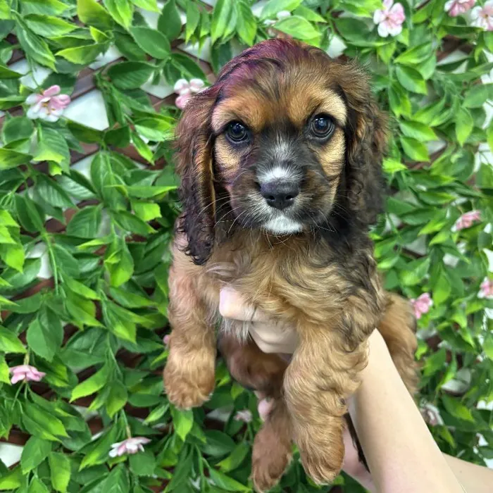 Female Cockalier Puppy for Sale in Jacksonville, FL
